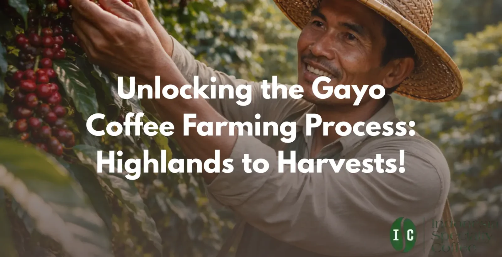 gayo coffee farming process
