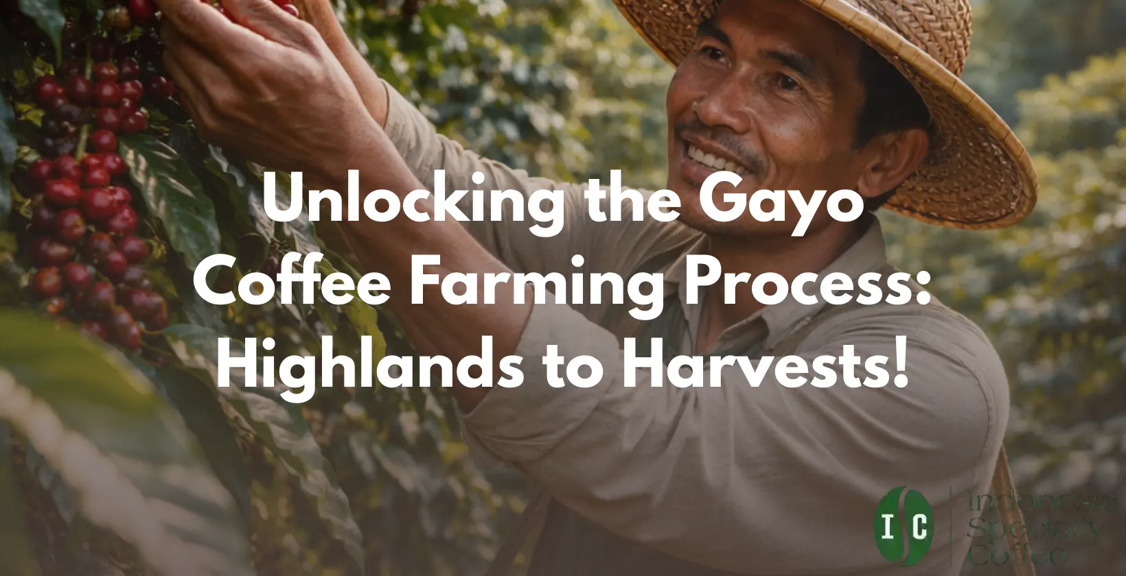 gayo coffee farming process
