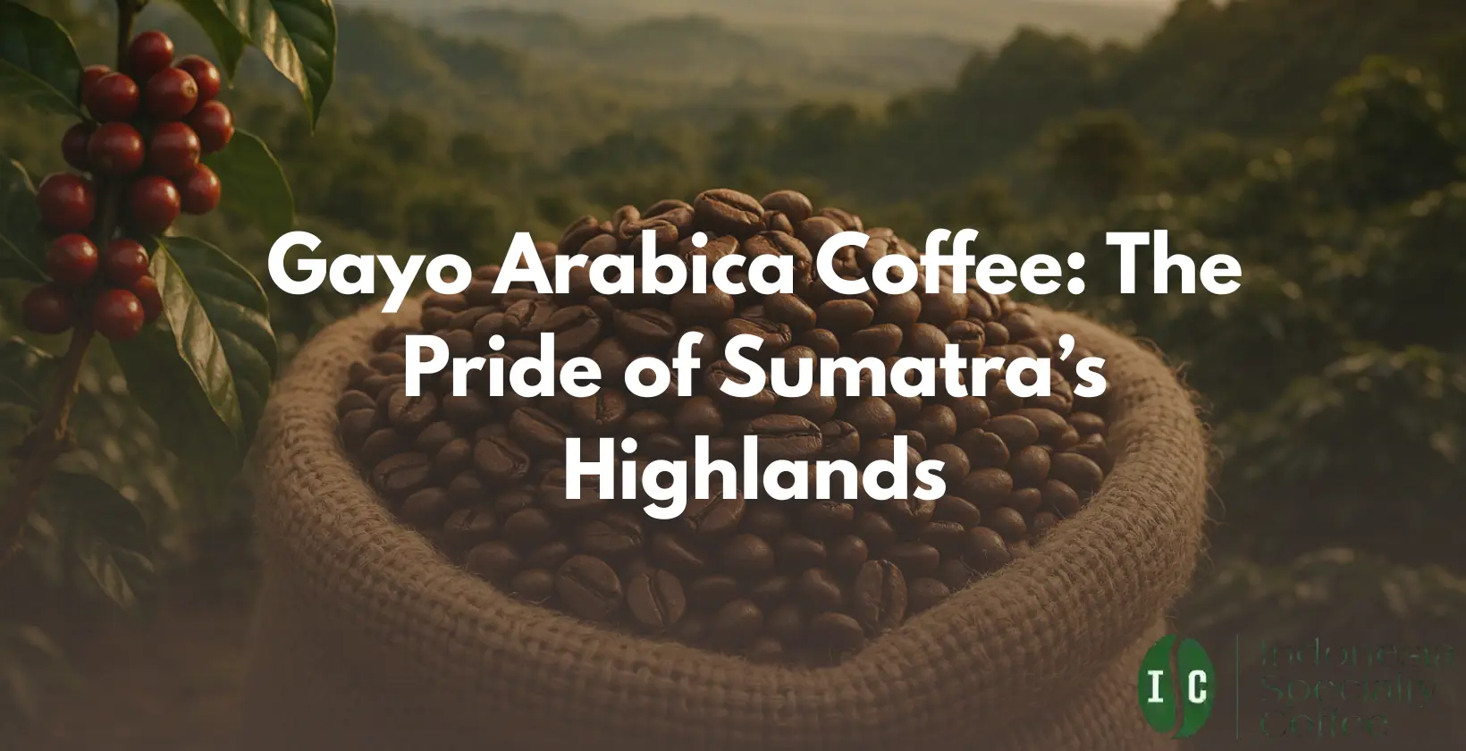 Experience the exceptional Gayo Arabica Coffee from Sumatra’s highlands. Delight in its unique profile and discover why it’s a favorite among coffee enthusiasts.