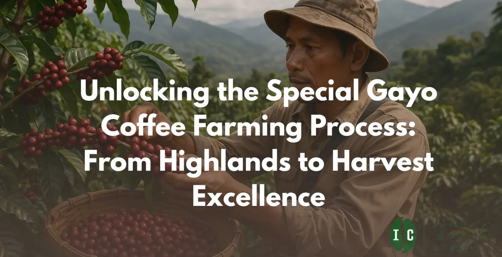 Discover the unique Gayo coffee farming process, from highland cultivation to exceptional harvests. Experience the rich flavors of this exquisite coffee journey.