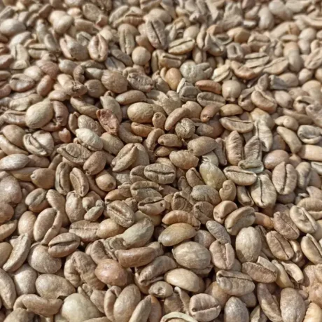 Liberica Green Beans