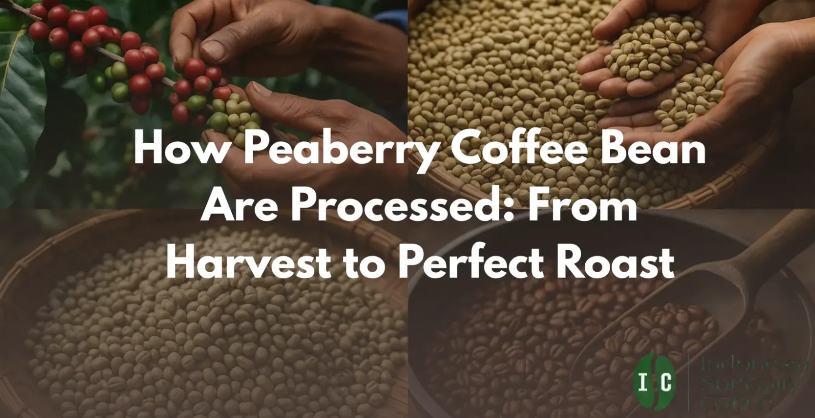 From harvest to roast, learn how peaberry coffee beans are processed. Dive into the steps that create the rich flavors in your favorite coffee.