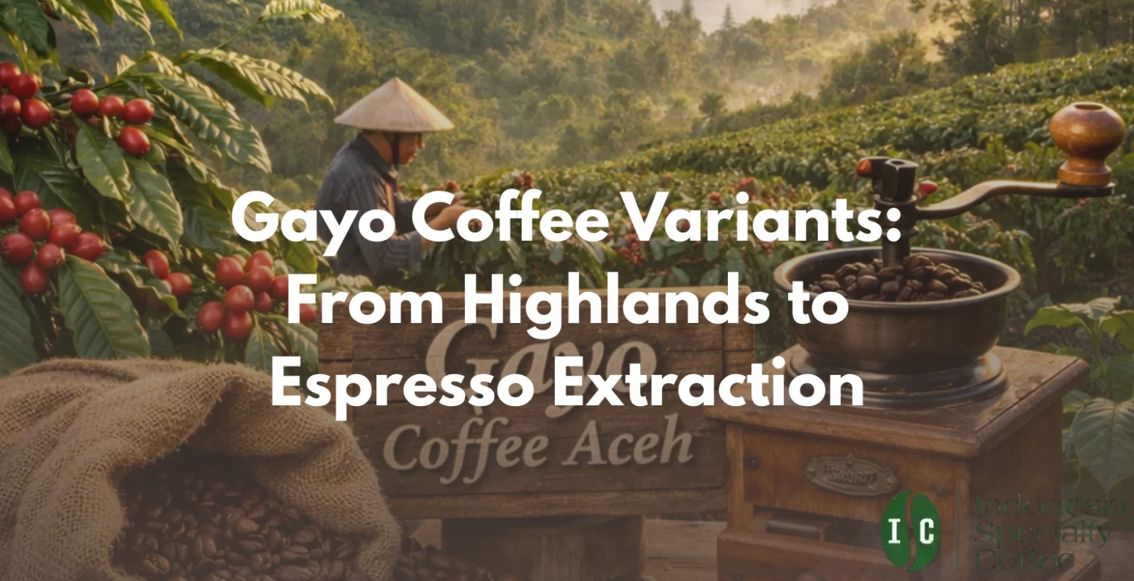 gayo coffee variants