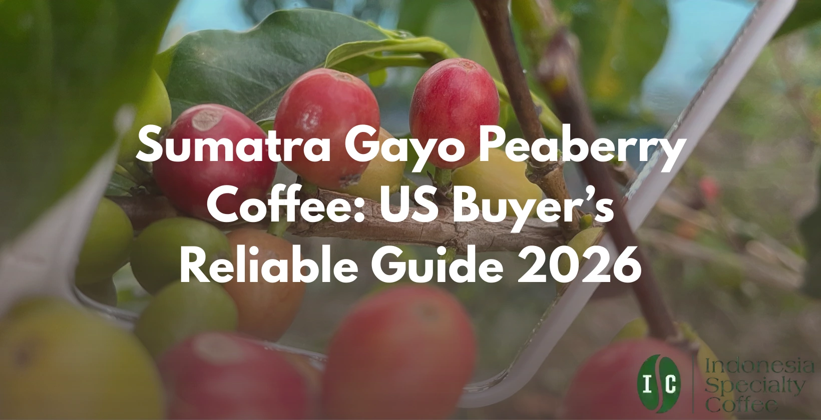 sumatra gayo peaberry coffee