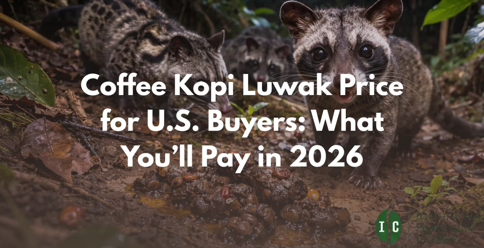 coffee kopi luwak price