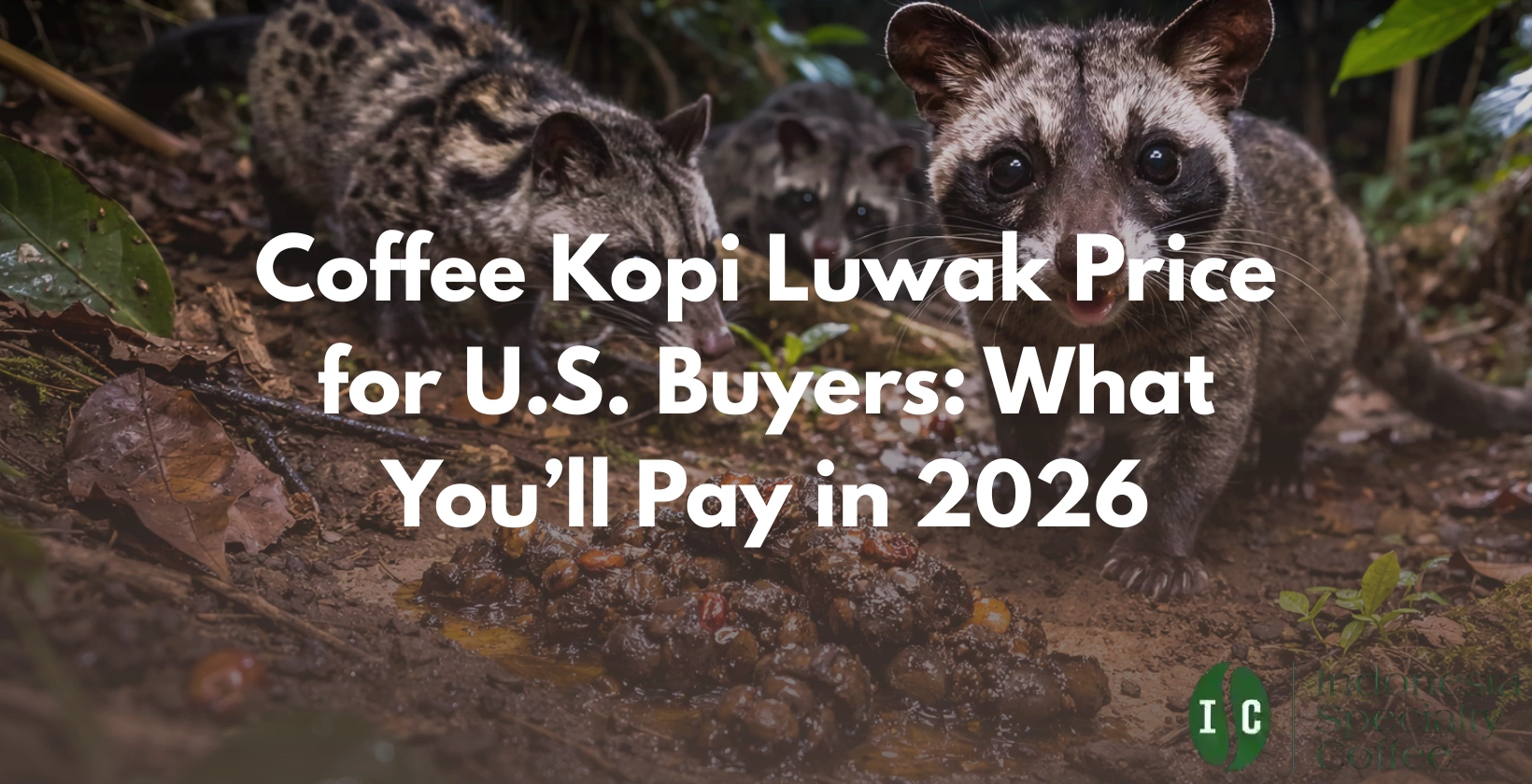 coffee kopi luwak price
