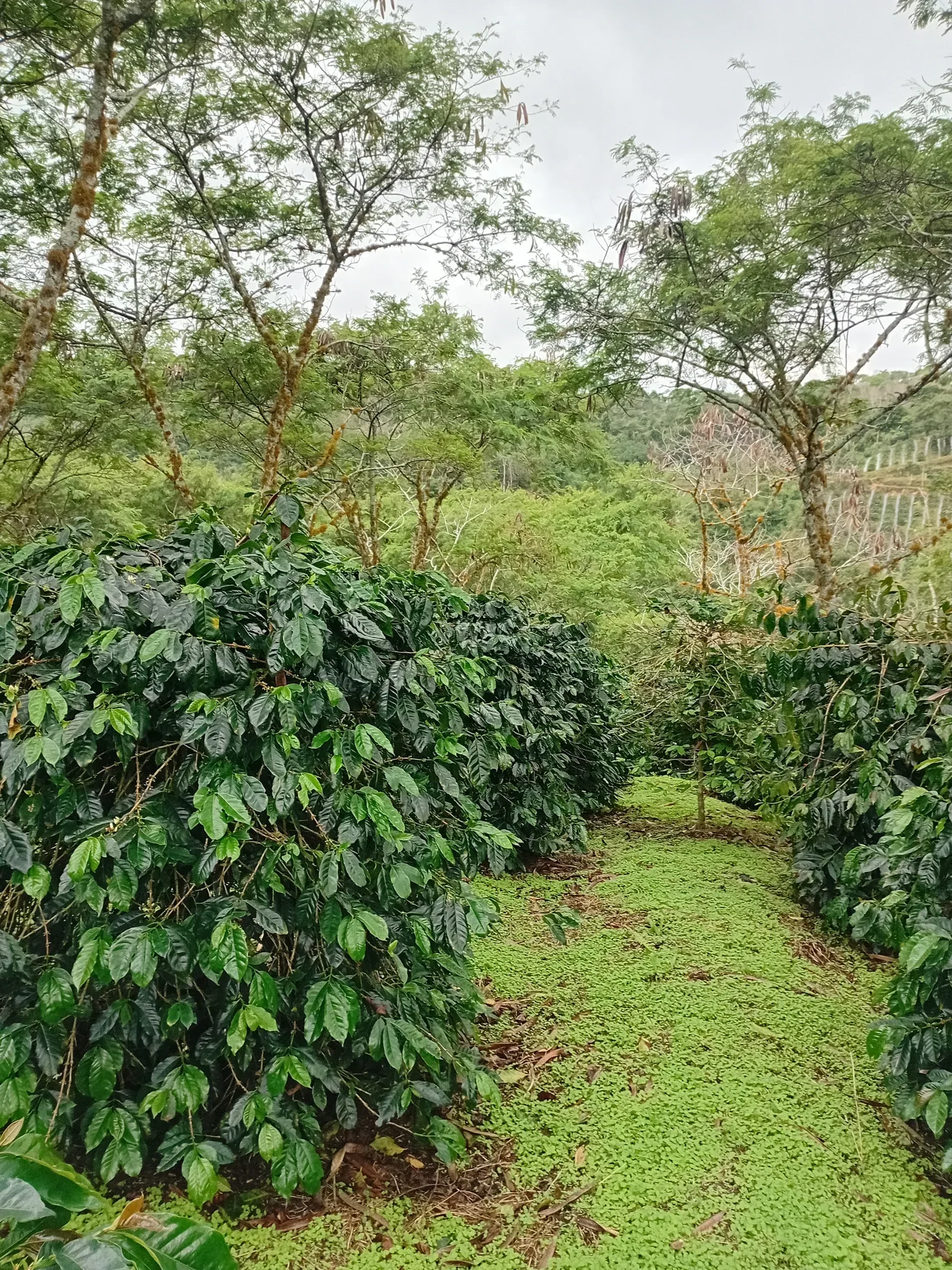 Atu Lintang Plantation