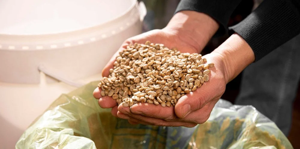 Hands holding green coffee beans — Indonesia Specialty Coffee samples