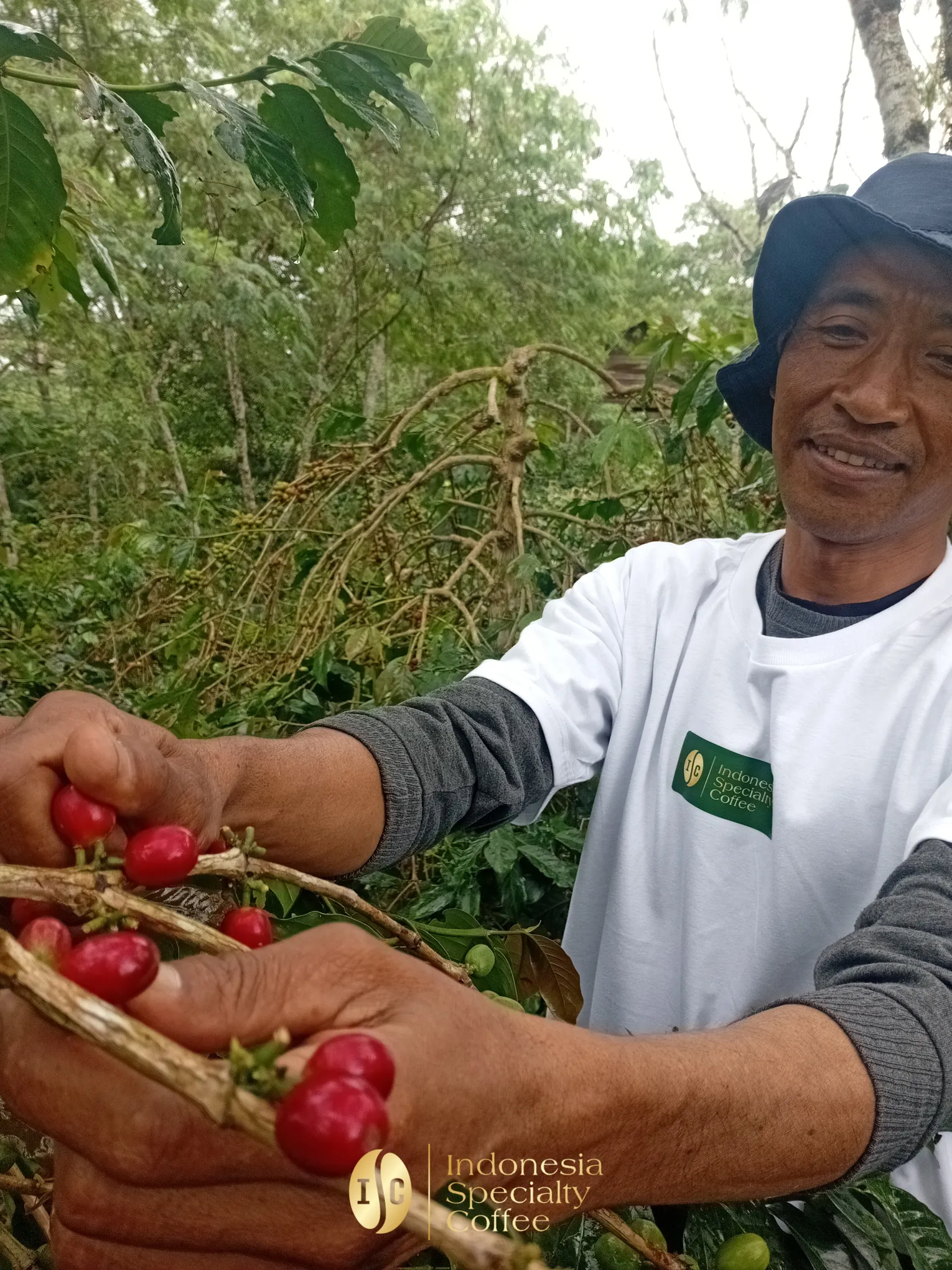 Cherry Harvest
