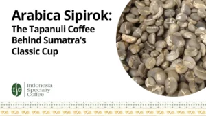Arabica Sipirok The Tapanuli Coffee Behind Sumatra Classic Cup