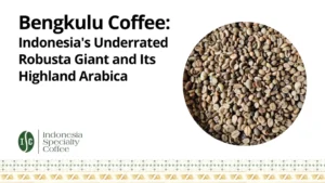 Kopi Bengkulu Raksasa Robusta Indonesia yang Diremehkan dan Arabika Dataran Tingginya