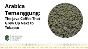 Arabica Temanggung The Java Coffee That Grew Up Next to Tobacco