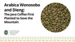 Arabica Wonosobo and Dieng The Java Coffee First Planted to Save the Mountain