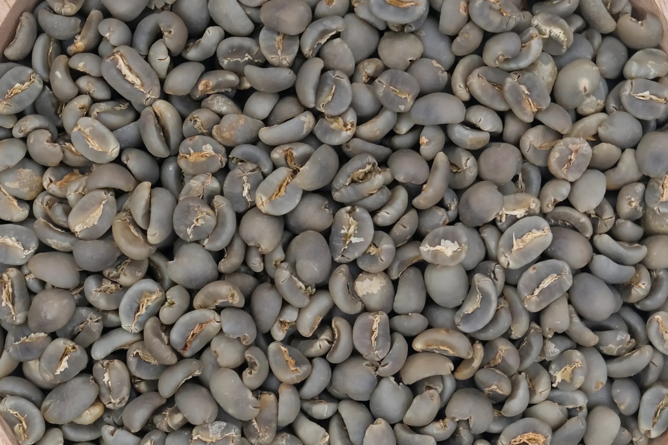 Jumbo Eighteen Plus Green Coffee Beans - Image 3
