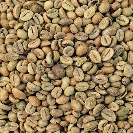 Bali Kintamani Grade 1 Green Coffee Beans