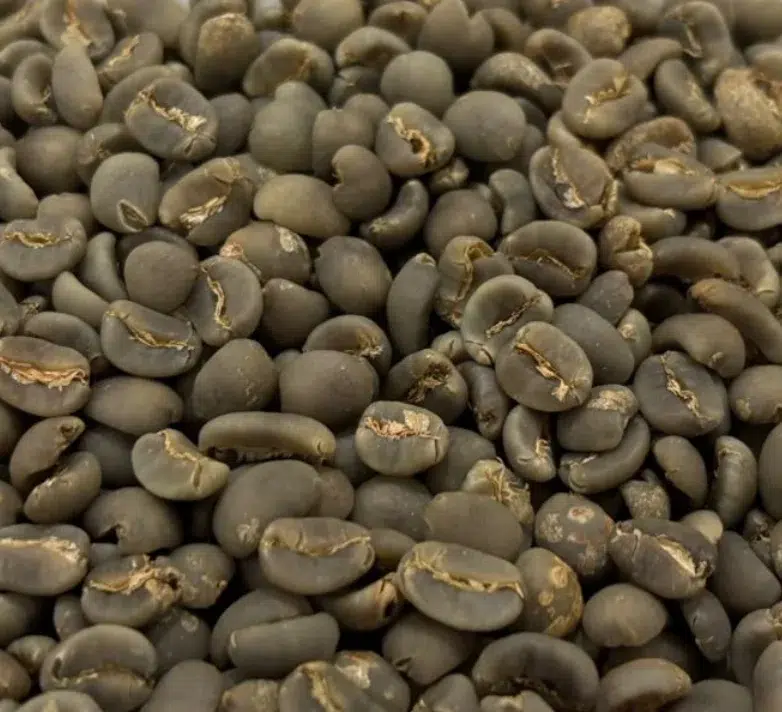 Jumbo Eighteen Plus Green Coffee Beans - Image 4