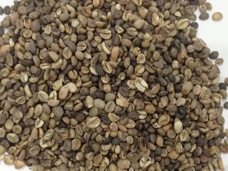 Muestra de café Robusta Lampung Triage 30/35