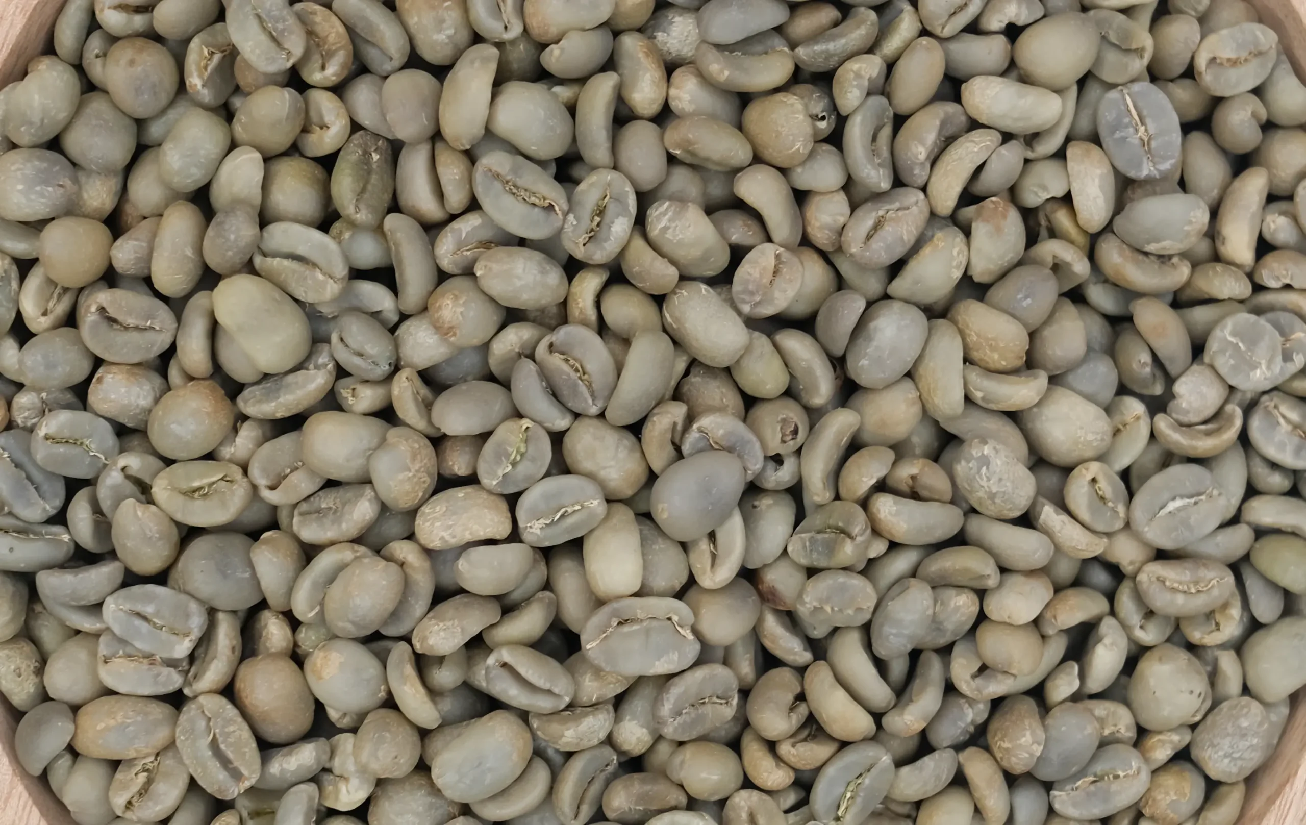 Kopi Luwak Green Coffee Beans - Image 3