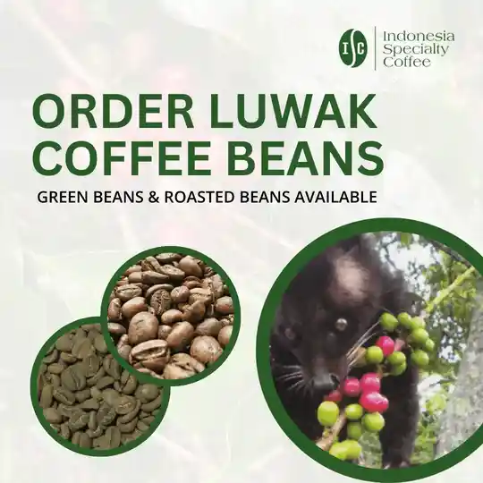 Wild Kopi Luwak coffee beans — green and roasted available