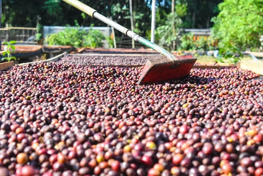 Coffee cherries drying on raised patio at Indonesia Specialty Coffee processing facility