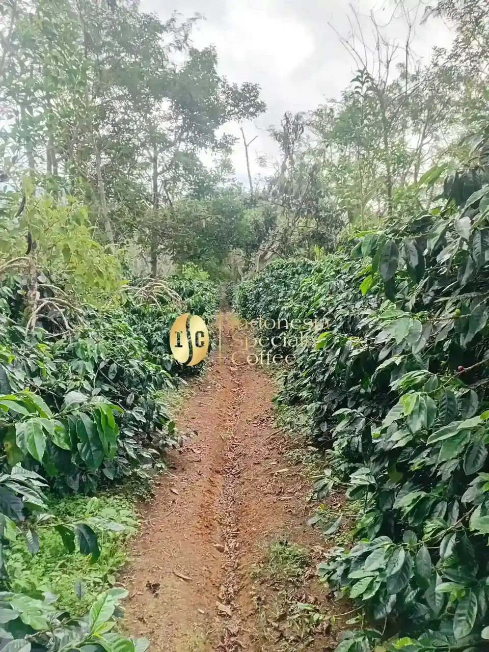 ISC plantation in Merah Mege, Atu Lintang, Central Aceh