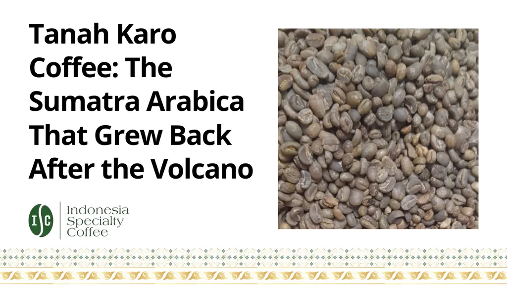 Tanah Karo Coffee The Sumatra Arabica That Grew Back After the Volcano
