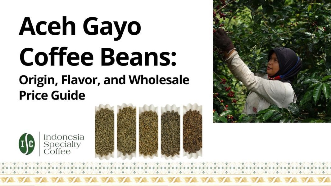 Aceh Gayo Coffee Beans Origin, Flavor, and Wholesale Price Guide