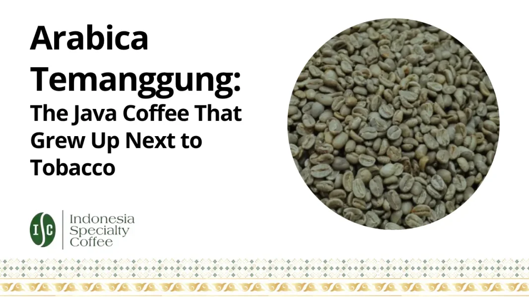 Arabica Temanggung The Java Coffee That Grew Up Next to Tobacco