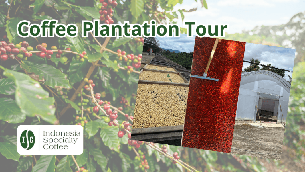 Indonesia Coffee Plantation Tour