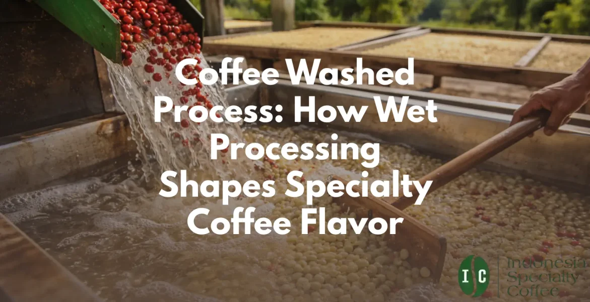 Coffee Washed Process How Wet Processing Shapes Specialty Coffee Flavor