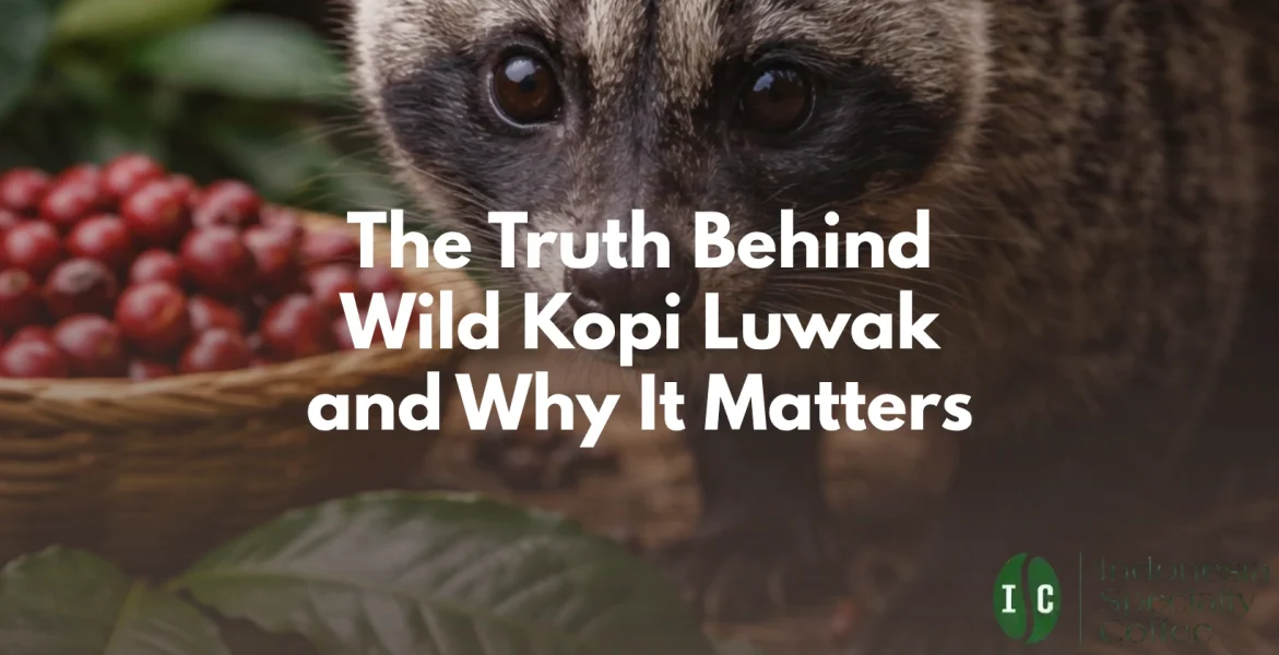 wild kopi luwak