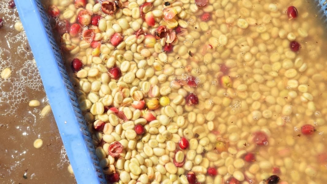 Fermented coffee beans are coffee beans that have undergone a fermentation process during their production