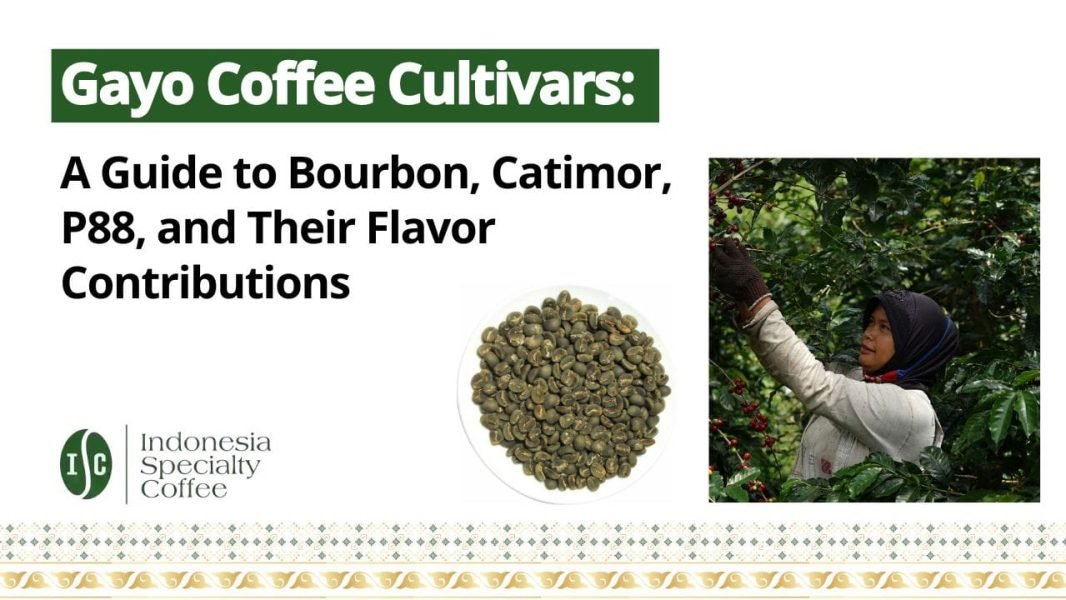 Gayo Coffee Cultivars A Guide to Bourbon, Catimor, P88, and Their Flavor Contributions