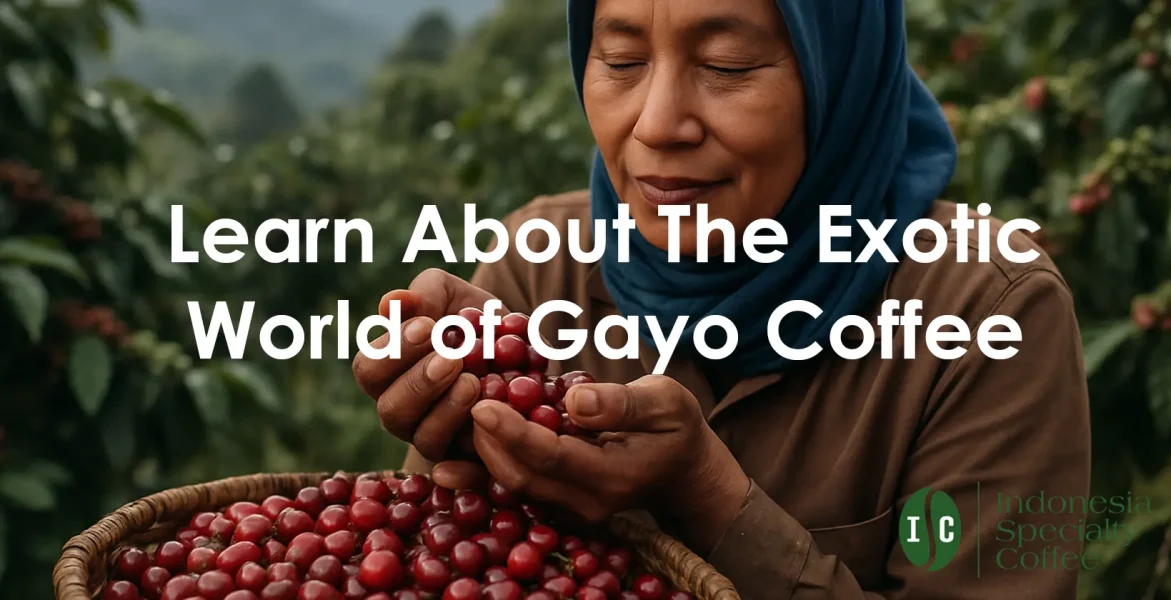 Gayo coffee A woman in a hijab holds a basket of coffee cherries, showcasing the vibrant harvest of Gayo Coffee