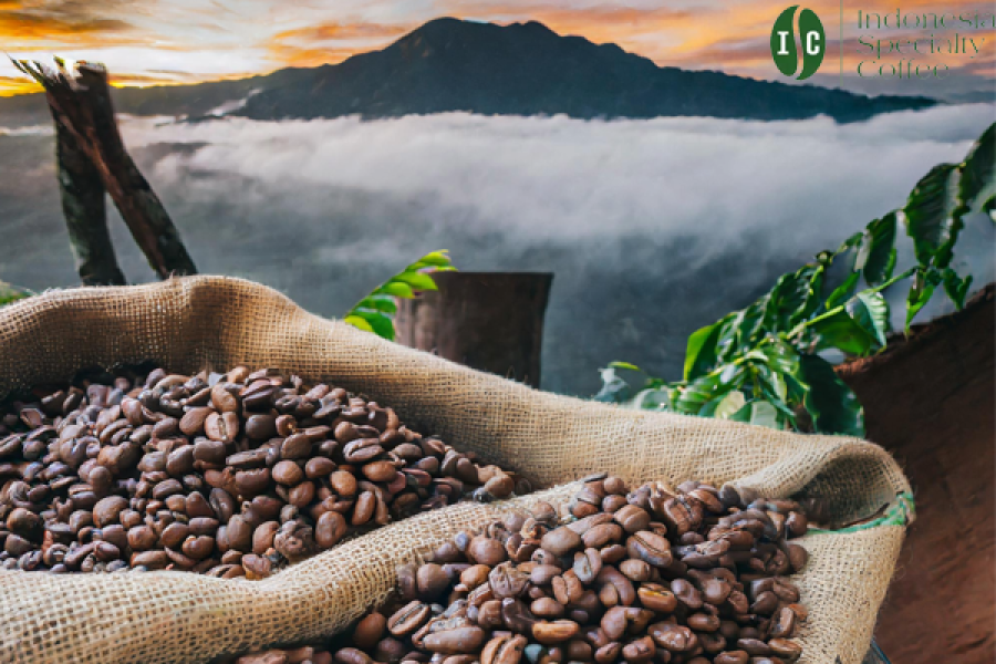 Image of the reason why Sumatran coffee is famous