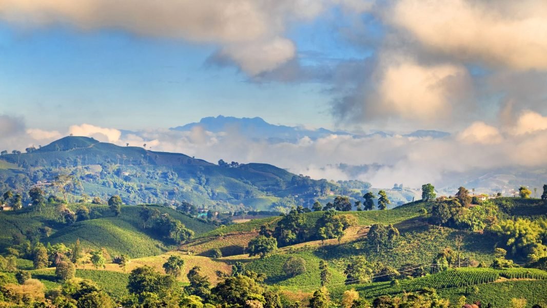 Indonesia Coffee Plantation - 1920 x 1080px