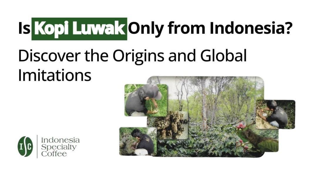 Is Kopi Luwak Only from Indonesia _ Discover the Origins and Global Imitations