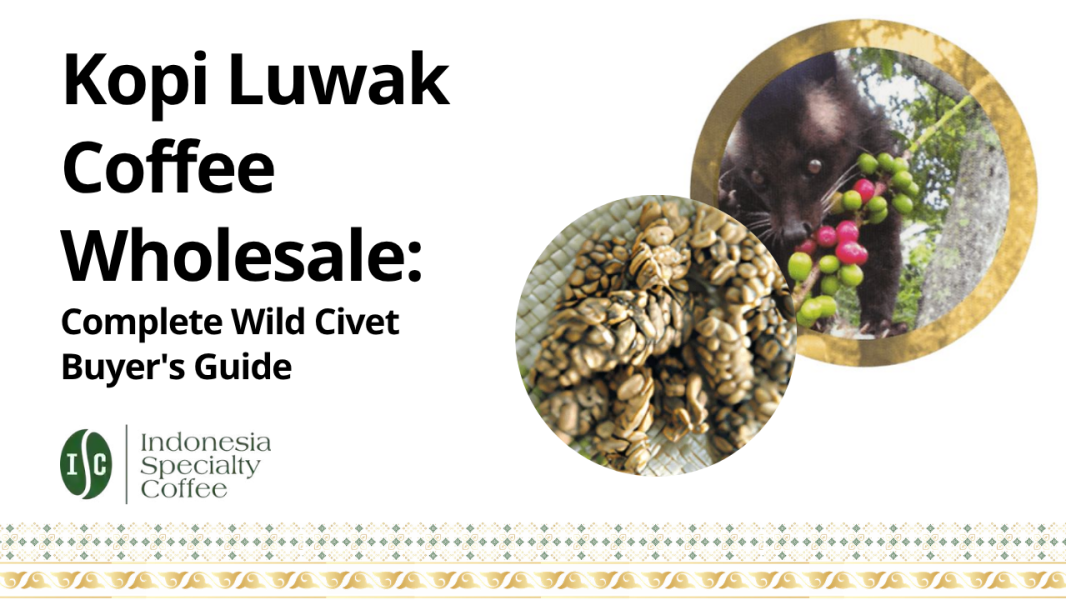 Kopi Luwak Coffee Wholesale Complete Wild Civet Buyer's Guide