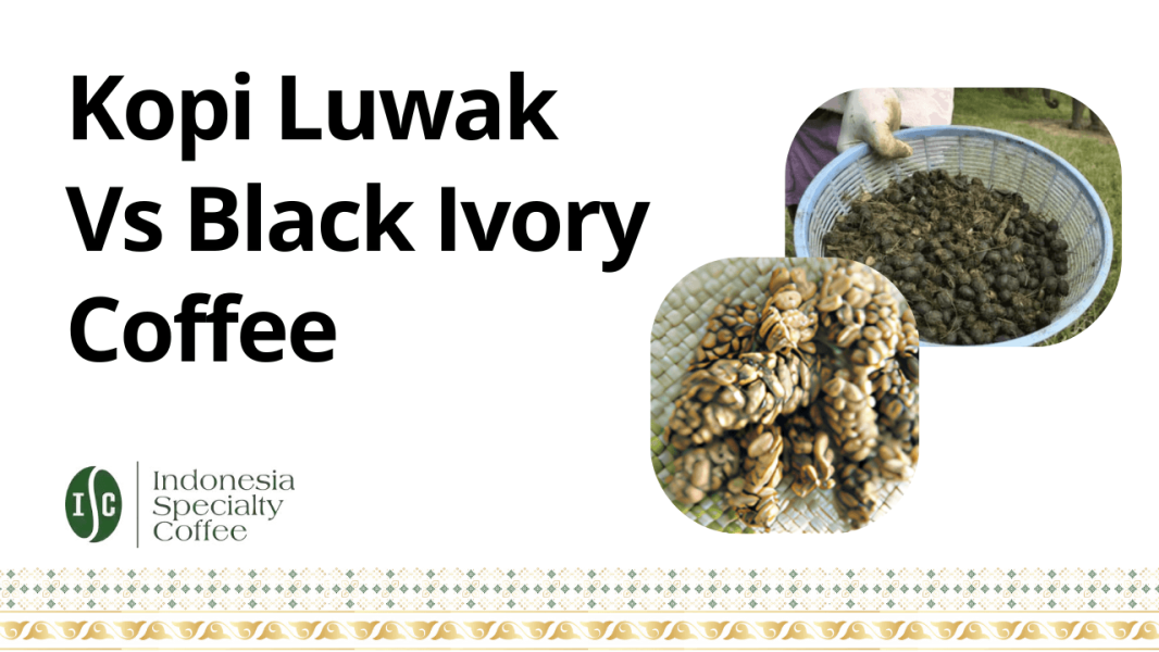 Kopi Luwak Vs Black Ivory Coffee