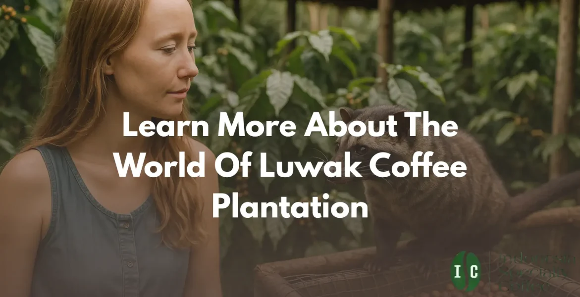 Luwak Coffee Plantation Luwak Coffee Plantation