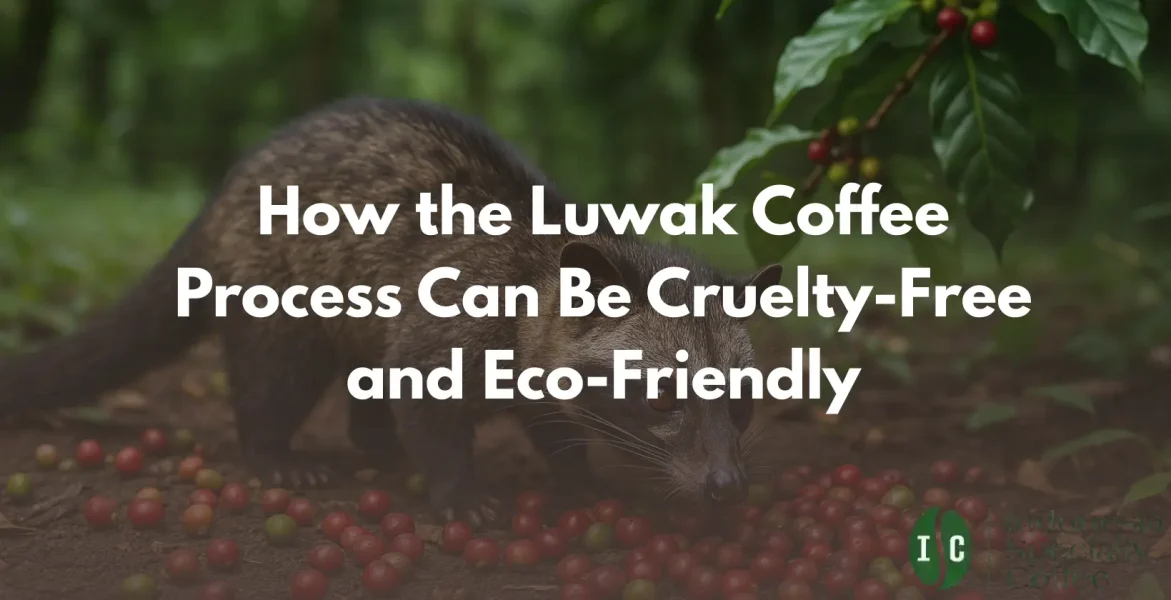 Luwak coffee process Infographic illustrating the cruelty-free and eco-friendly aspects of the Luwak coffee process.