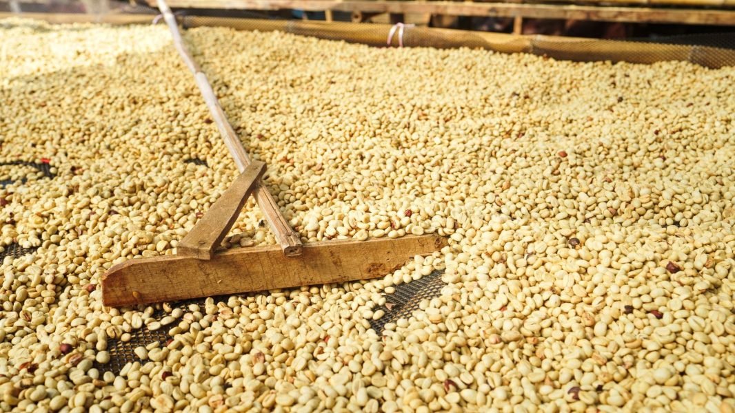 Coffee Processing Methods Explained: From Natural to Honey and Wet-Hulled Flavors