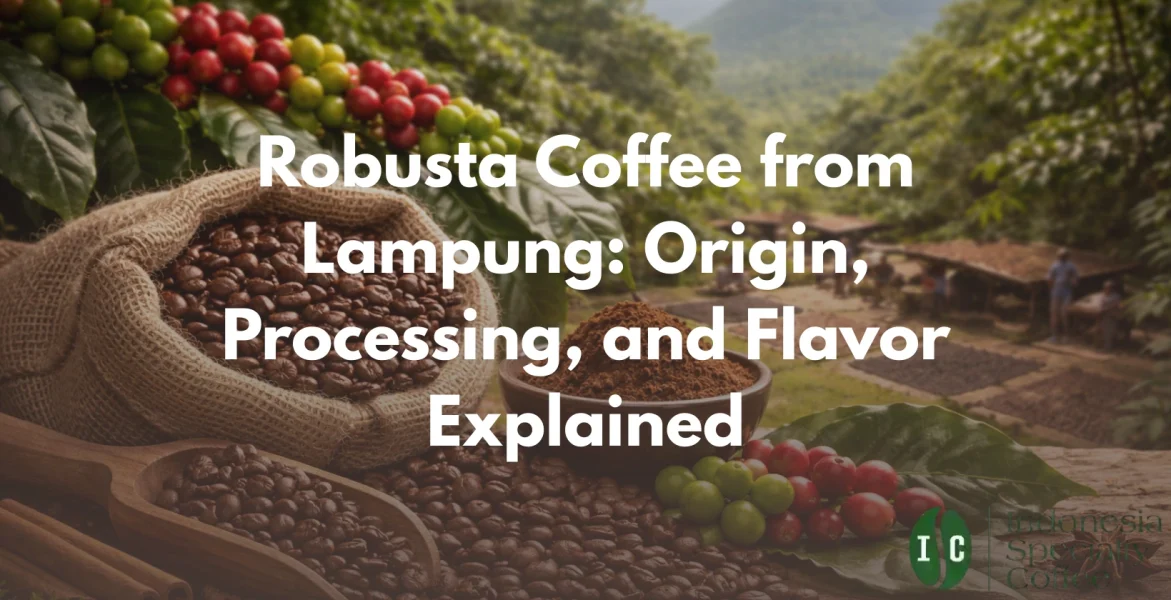 Robusta From Lampung isc