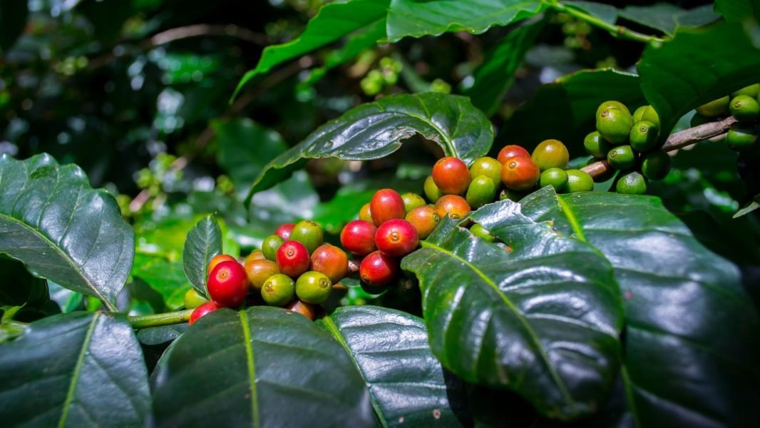 Specialty Coffee Beans Quality - 1920 x 1080px