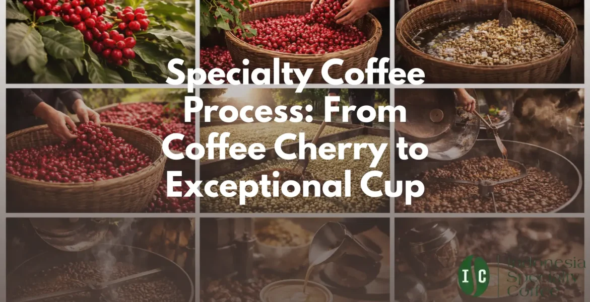 Specialty Coffee Process From Coffee Cherry to Exceptional Cup