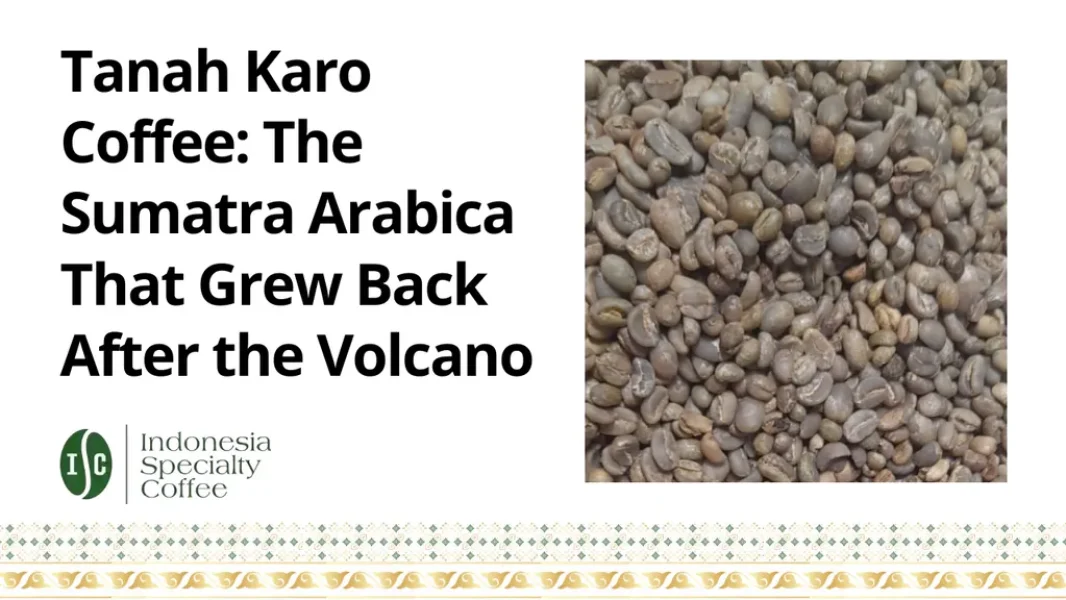 Tanah Karo Coffee The Sumatra Arabica That Grew Back After the Volcano