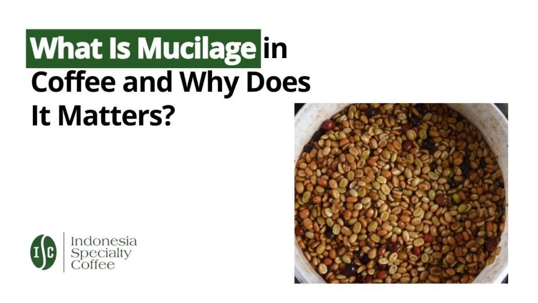What Is Mucilage in Coffee and Why Does It Matters