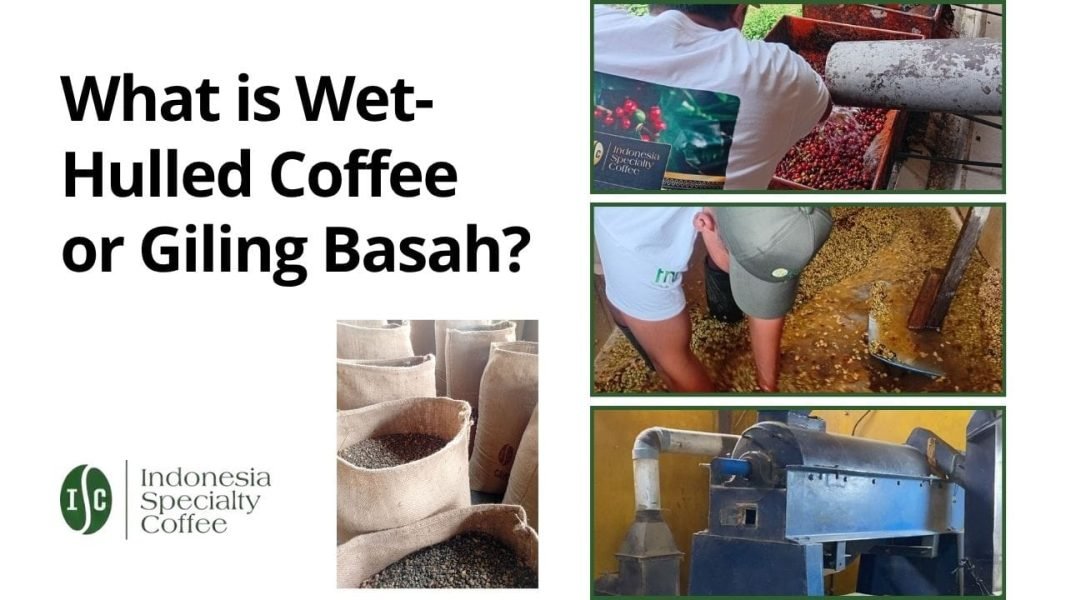 What is Wet-Hulled Coffee or Giling Basah