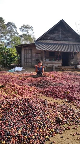 coffee cherry - Raw coffee beans