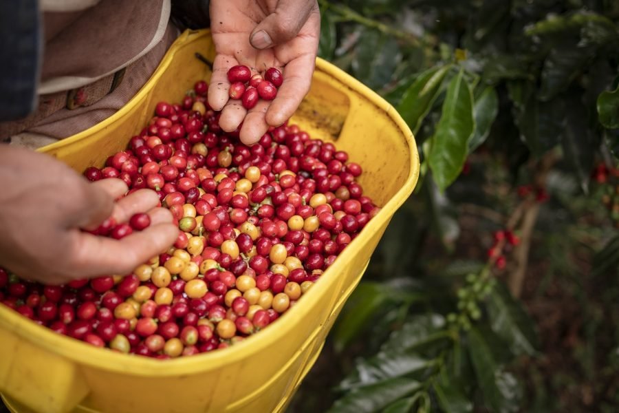 Toraja coffee